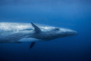 Brydes Whale by Wayne Jones 